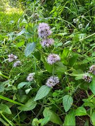 Attēlu rezultāti vaicājumam “Mentha aquatica”