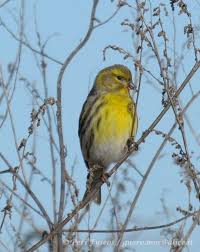 Image result for Serinus serinus