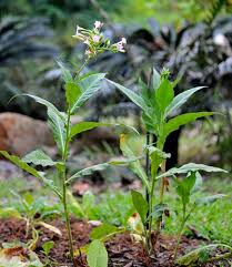 Attēlu rezultāti vaicājumam “Nicotiana tabacum fruit”
