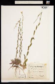 Attēlu rezultāti vaicājumam “Arabis hirsuta fruit”