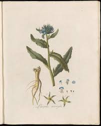 Attēlu rezultāti vaicājumam “Anchusa arvensis”