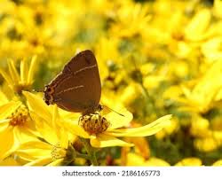 Attēlu rezultāti vaicājumam “Satyrium w-album”