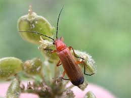 Attēlu rezultāti vaicājumam “Rhagonycha fulva”
