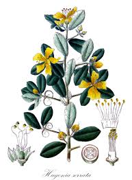 Attēlu rezultāti vaicājumam “Linaceae”