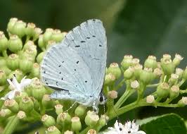 Attēlu rezultāti vaicājumam “Celastrina argiolus”