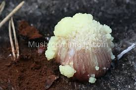 Attēlu rezultāti vaicājumam “Symphytocarpus flaccidus”