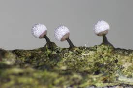 Attēlu rezultāti vaicājumam “Physarum penetrale spores”