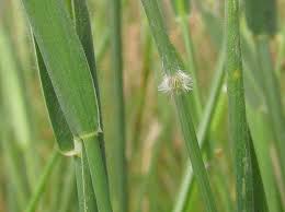 Attēlu rezultāti vaicājumam “Holcus mollis”