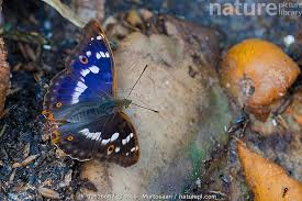 Attēlu rezultāti vaicājumam “Apatura ilia male”