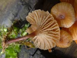 Attēlu rezultāti vaicājumam “Xeromphalina campanella”