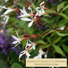 Attēlu rezultāti vaicājumam “Gillenia trifoliata flower”