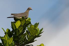 Attēlu rezultāti vaicājumam “Columbiformes”