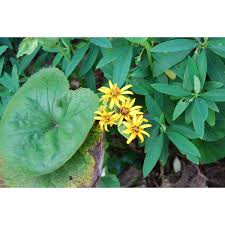 Attēlu rezultāti vaicājumam “Lignydium muscorum young”