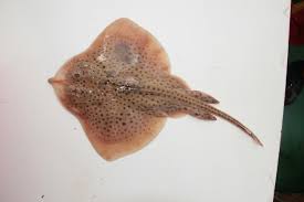 Image result for Raja montagui