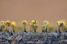 Attēlu rezultāti vaicājumam “Physarum luteolum macro”