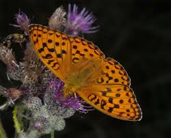 Attēlu rezultāti vaicājumam “Argynnis adippe male”