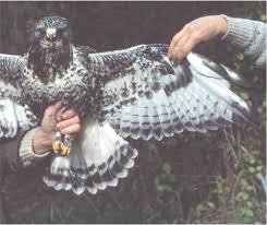 Attēlu rezultāti vaicājumam “Buteo lagopus adult”