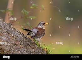 Attēlu rezultāti vaicājumam “Turdus pilaris adult”
