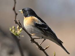 Image result for Fringilla montifringilla