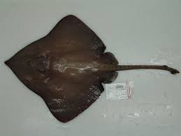 Image result for Bathyraja brachyurops