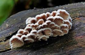 Attēlu rezultāti vaicājumam “Schizophyllum commune”