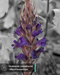 Attēlu rezultāti vaicājumam “Orobanche coerulescens bud”