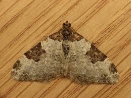 Attēlu rezultāti vaicājumam “Xanthorhoe fluctuata”