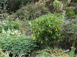 Attēlu rezultāti vaicājumam “Uvularia grandiflora”