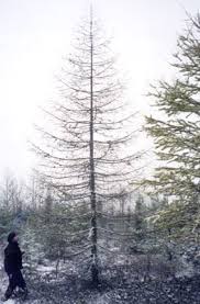 Attēlu rezultāti vaicājumam “Larix sibirica”