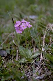 Attēlu rezultāti vaicājumam “Primula farinosa flower”