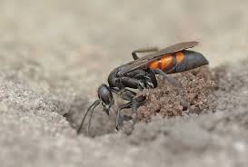 Attēlu rezultāti vaicājumam “Anoplius viaticus”