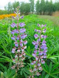 Attēlu rezultāti vaicājumam “Lupinus polyphyllus flower”