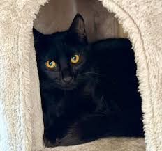 Image result for Black Cat Sac