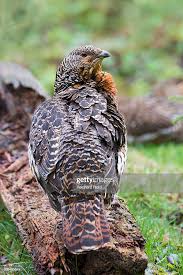 Attēlu rezultāti vaicājumam “Tetrao urogallus female”