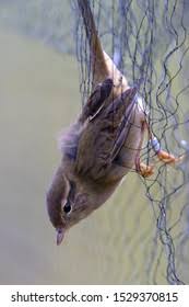Image result for Phylloscopus schwarzi