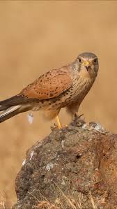 Attēlu rezultāti vaicājumam “Falco tinnunculus adult”