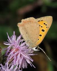 Attēlu rezultāti vaicājumam “Lycaena phlaeas underside”