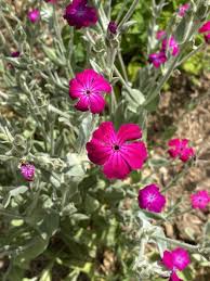 Image result for Lychnis coronaria