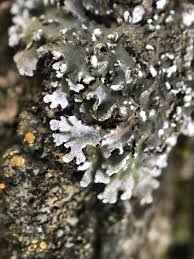 Attēlu rezultāti vaicājumam “Physconia detersa”