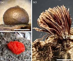 Attēlu rezultāti vaicājumam “Physarum virescens spores”