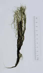 Attēlu rezultāti vaicājumam “Bryoria capillaris”