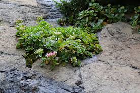 Attēlu rezultāti vaicājumam “Phedimus spurius”