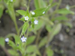 Attēlu rezultāti vaicājumam “Myosotis sparsiflora flower”