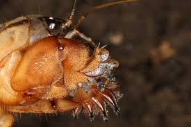 Attēlu rezultāti vaicājumam “Gryllotalpa gryllotalpa”