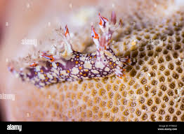 ผลการค้นหารูปภาพสำหรับ Bornella Anguilla