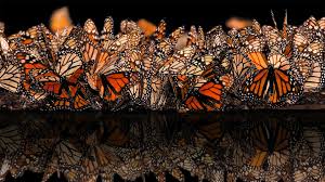 Image result for monarch butterfly