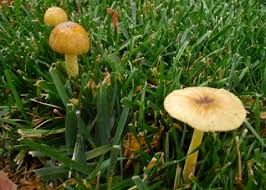 Attēlu rezultāti vaicājumam “Bolbitius vitellinus”