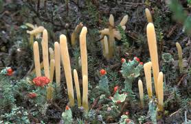 Attēlu rezultāti vaicājumam “Clavaria argillacea”