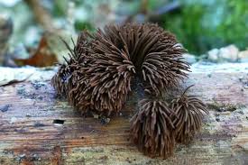 Attēlu rezultāti vaicājumam “Stemonitidaceae”