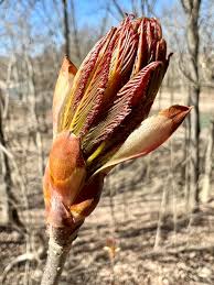 Attēlu rezultāti vaicājumam “Aesculus flava bud”